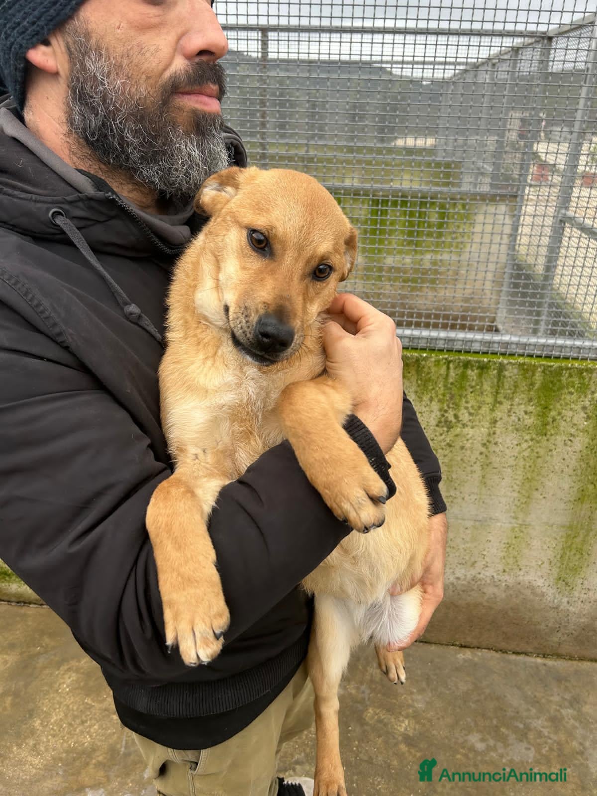 Altre razze cani MILVA E UGO - Annuncio 2