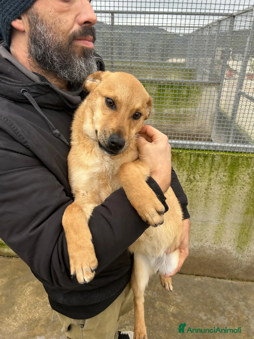 Altre razze cani in regalo: MILVA E UGO - Annuncio 2