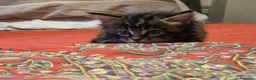 Maine Coon gatti in vendita: Vendo cuccio Maine Coon senza pedigree - Annuncio 8