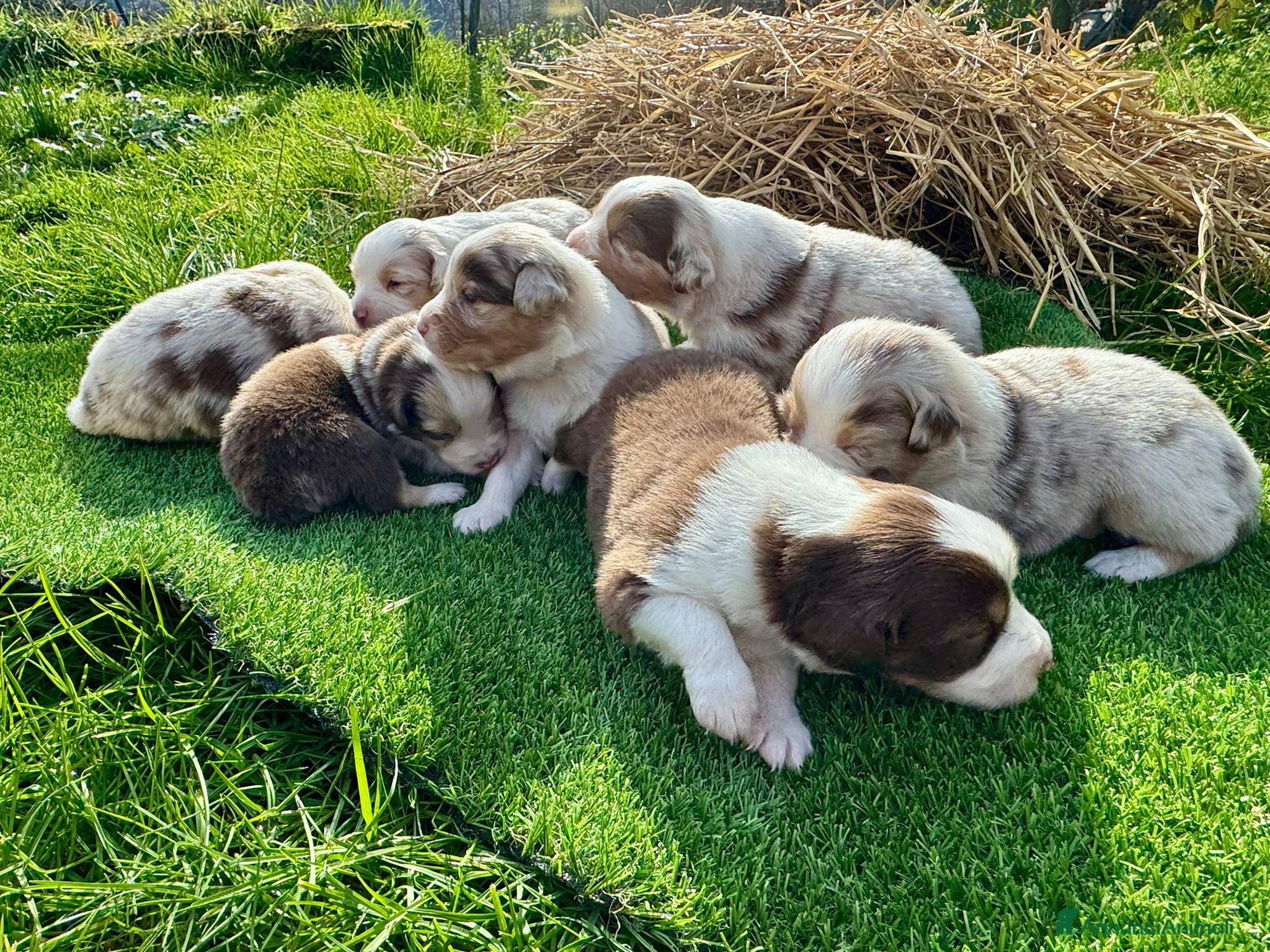 Australian Shepherd cani Vendesi Cuccioli di Pastore Australiano  RED MERLE - Annuncio 30