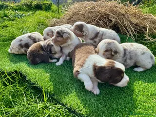 Australian Shepherd cani Vendesi Cuccioli di Pastore Australiano RED MERLE - Annuncio 30