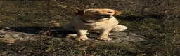Labrador cani in vendita: Cuccioli Labrador Retriever  a Ente di decentramento regionale di Udine - Annuncio 2