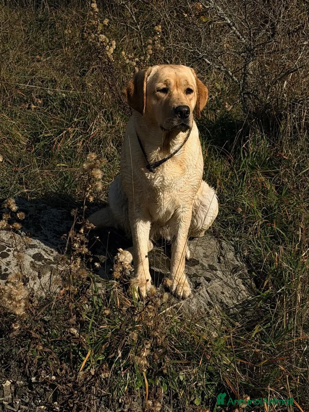 Labrador cani in vendita: Cuccioli Labrador Retriever  a Ente di decentramento regionale di Udine - Annuncio 2