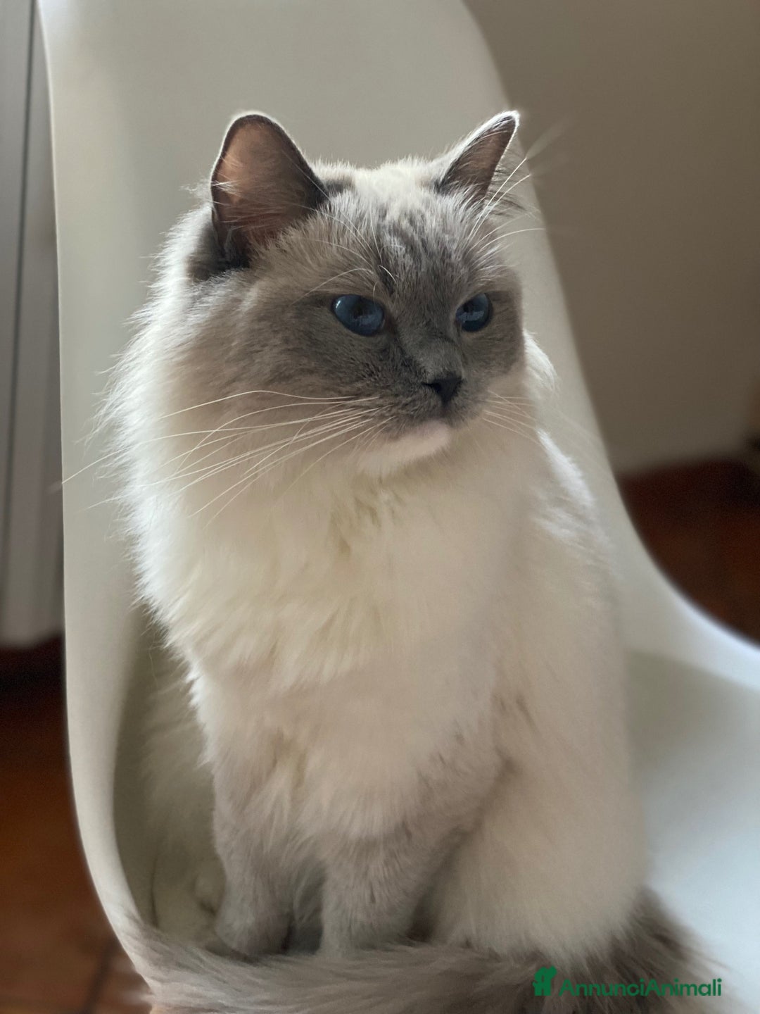 Ragdoll gatti in vendita: Cuccioli Ragdoll di Alta Genealogia a Città metropolitana di Milano - Immagine 11