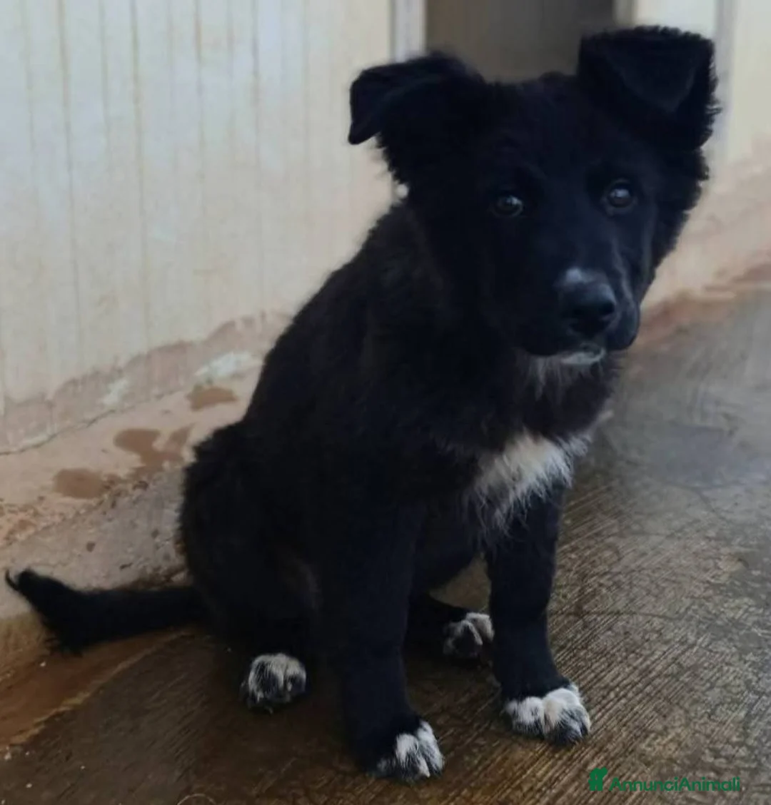 Meticcio cani in regalo: Cuccioli bellissimi in adozione - Annuncio 4