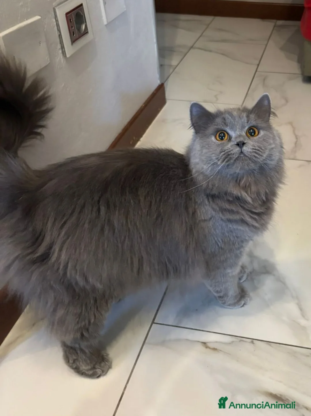 British gatti in vendita: Brittish Longhair Blue  - Annuncio 2
