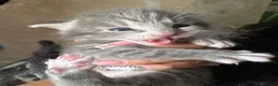 Meticcio gatti in vendita: Gattino - Annuncio 15