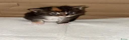 Maine Coon gatti in vendita: Maine Coon - Annuncio 7