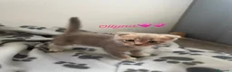 Scottish gatti in vendita: Scottish Cuccioli a Provincia di Rovigo - Annuncio 3