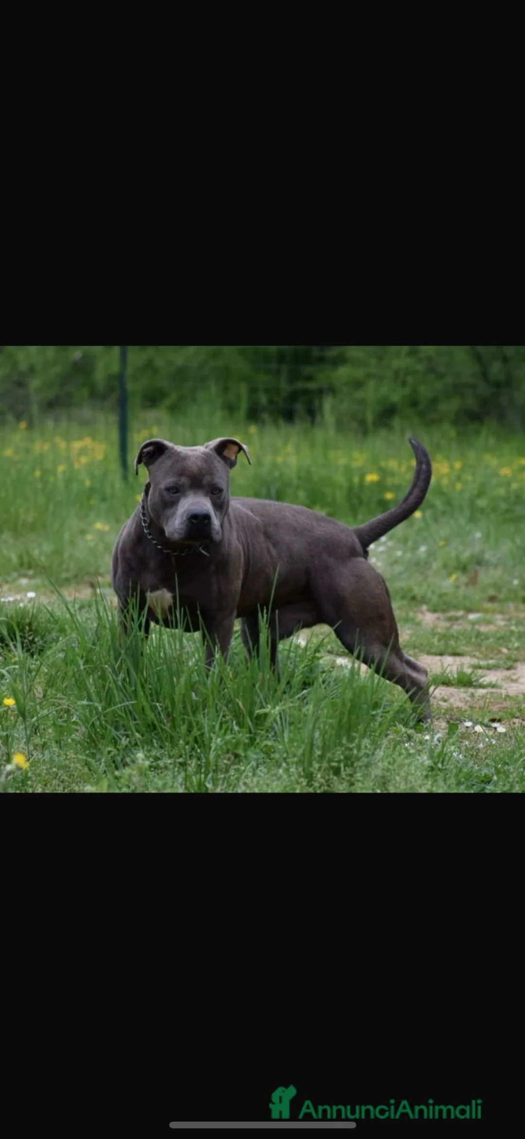 Pitbull cani in vendita: APBT Blue  a Città Metropolitana di Torino - Annuncio 5