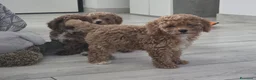Barboncino cani in vendita: Barboncino nani red - Annuncio 5