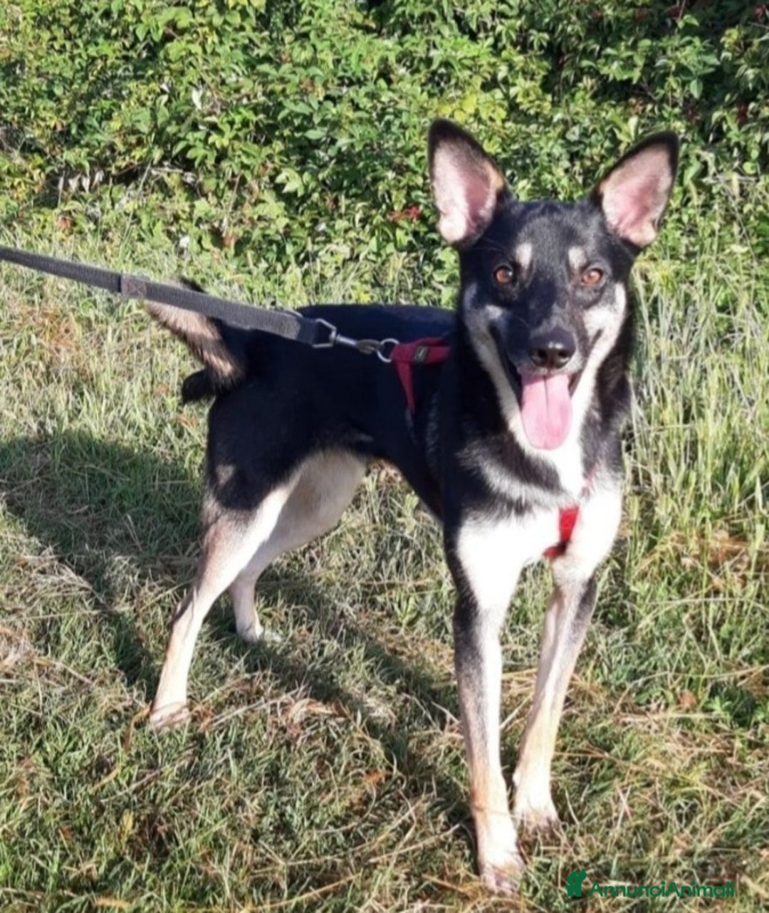 Meticcio cani in regalo: Pastorino adulto magnifico salvato al sud MILANO a Città metropolitana di Milano - Annuncio 2