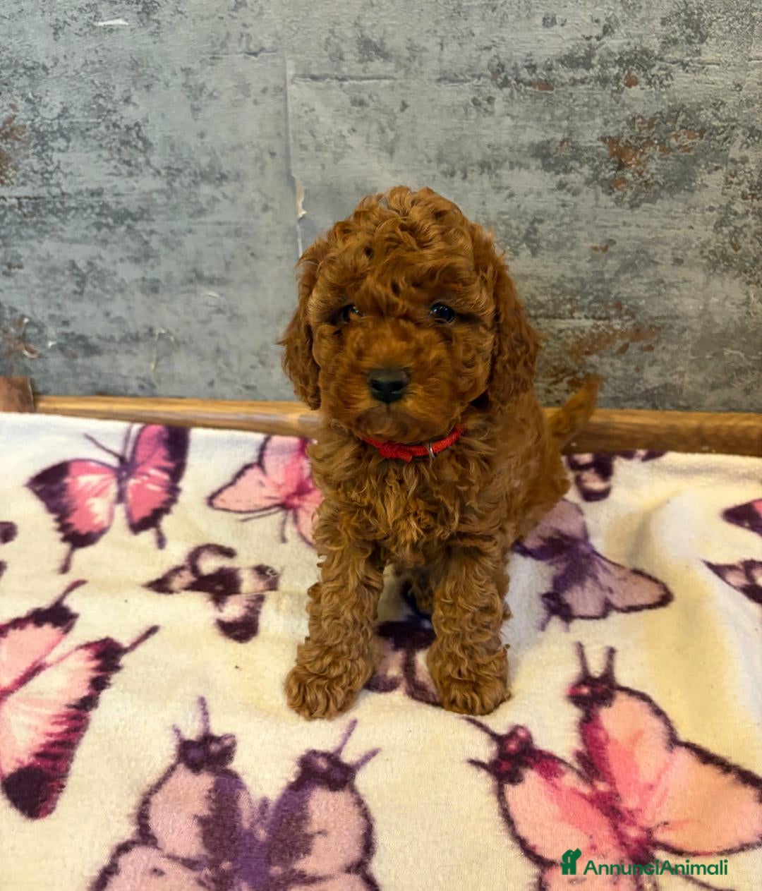 Cockapoo cani in vendita: Cuccioli di Cockapoo F2b disponibili - Annuncio 3