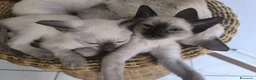 Thai gatti in vendita: Cuccioli Old Style Siamese, Thai Chip e Pedigree - Annuncio 4