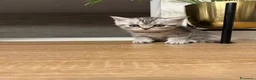 Scottish gatti in vendita: Gattini Scottish  - Annuncio 2