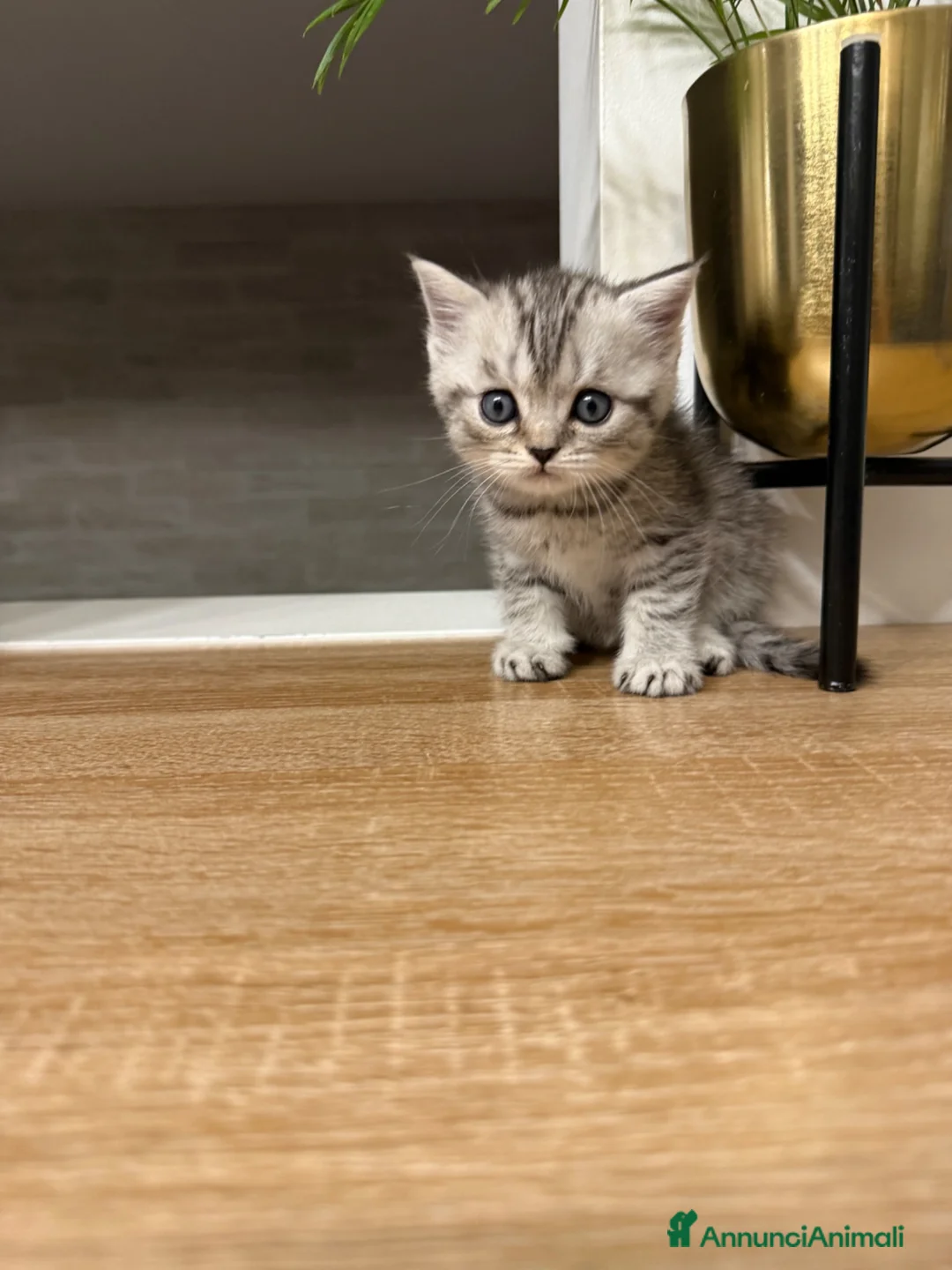 Scottish gatti in vendita: Gattini Scottish  - Annuncio 2