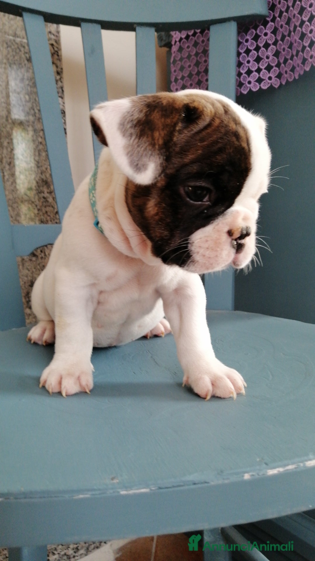 Bulldog Francese cani in vendita: Bulldog Francese  - Immagine 9