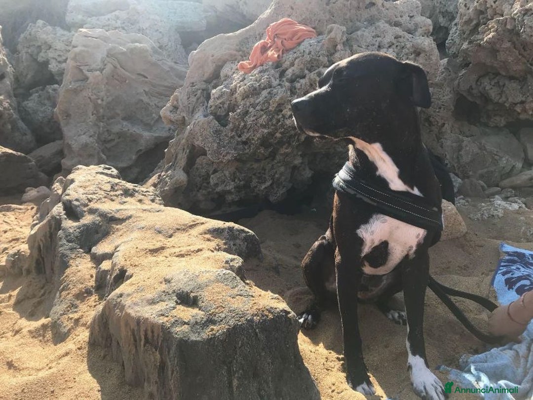 Meticcio cani in regalo: JAISON socievole con le persone! - Annuncio 5