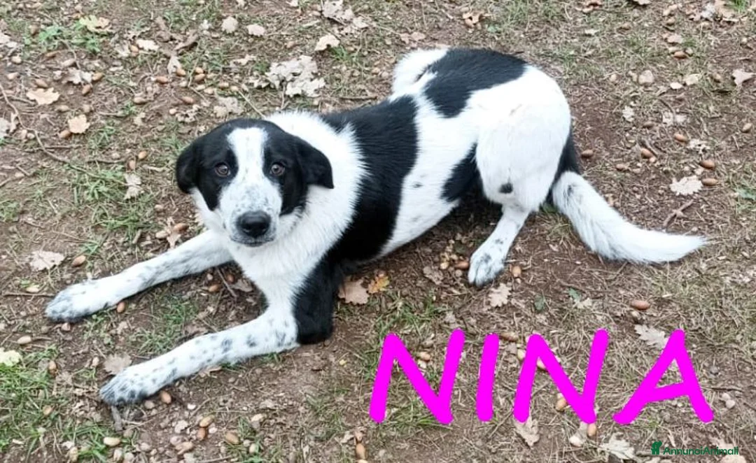 Meticcio cani in regalo: NINA e STELLA dolcissime a Città Metropolitana di Bologna - Annuncio 2