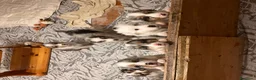 Australian Shepherd cani in vendita: 8 cuccioli di pastori australiani! 🐼❤️ a Provincia autonoma di Trento - Annuncio 10