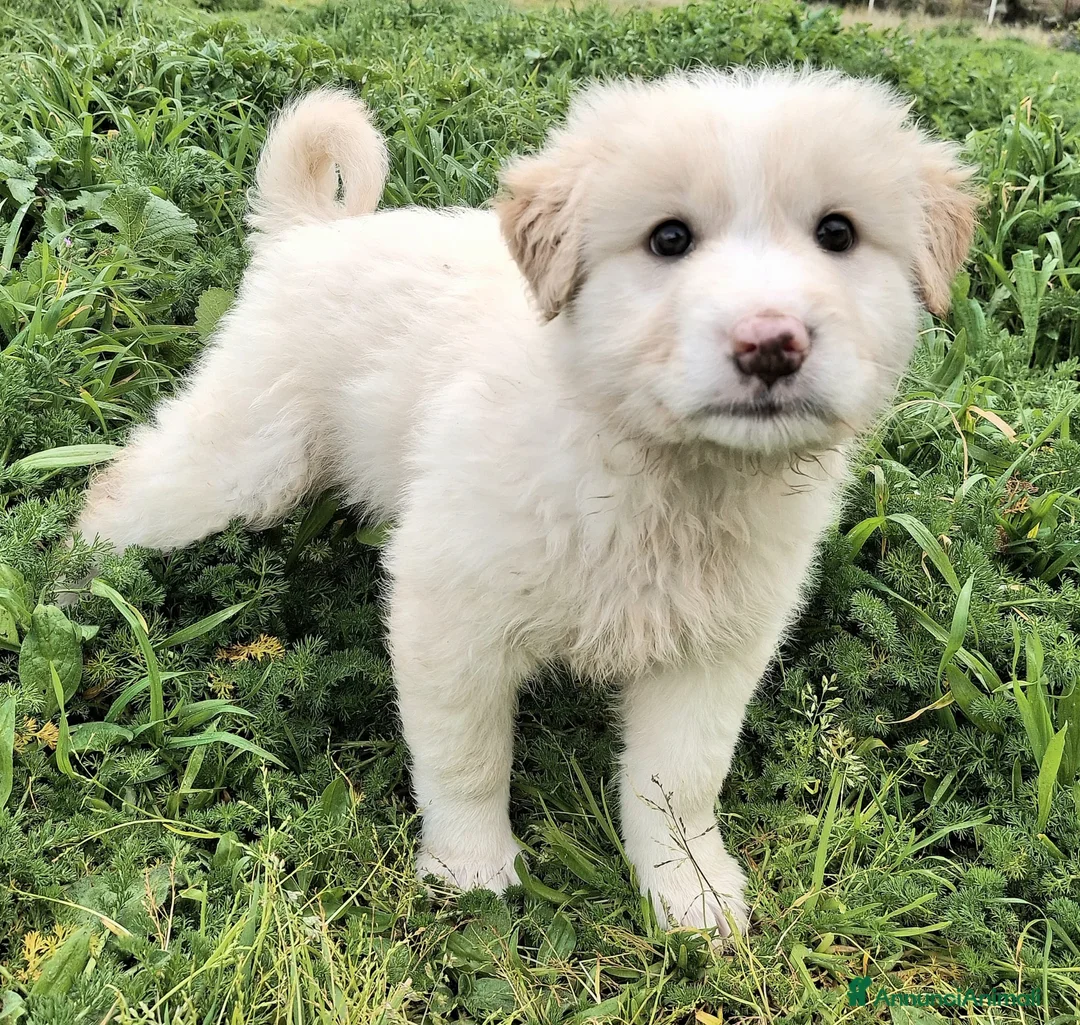 Meticcio cani in regalo: Dexter 2 mesi taglia media grande  a Città metropolitana di Palermo - Annuncio 6