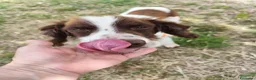 Breton cani in regalo: BACO breton di 3 anni  - Annuncio 12