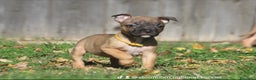 Pitbull cani in vendita: Cuccioli Pit Bull con Pedigree anche a rate - Annuncio 28
