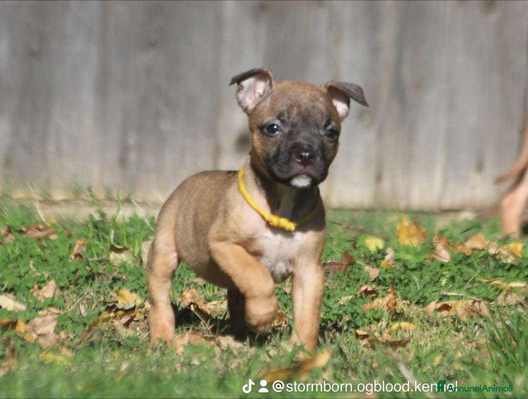 Pitbull cani in vendita: Cuccioli Pit Bull con Pedigree anche a rate - Annuncio 28
