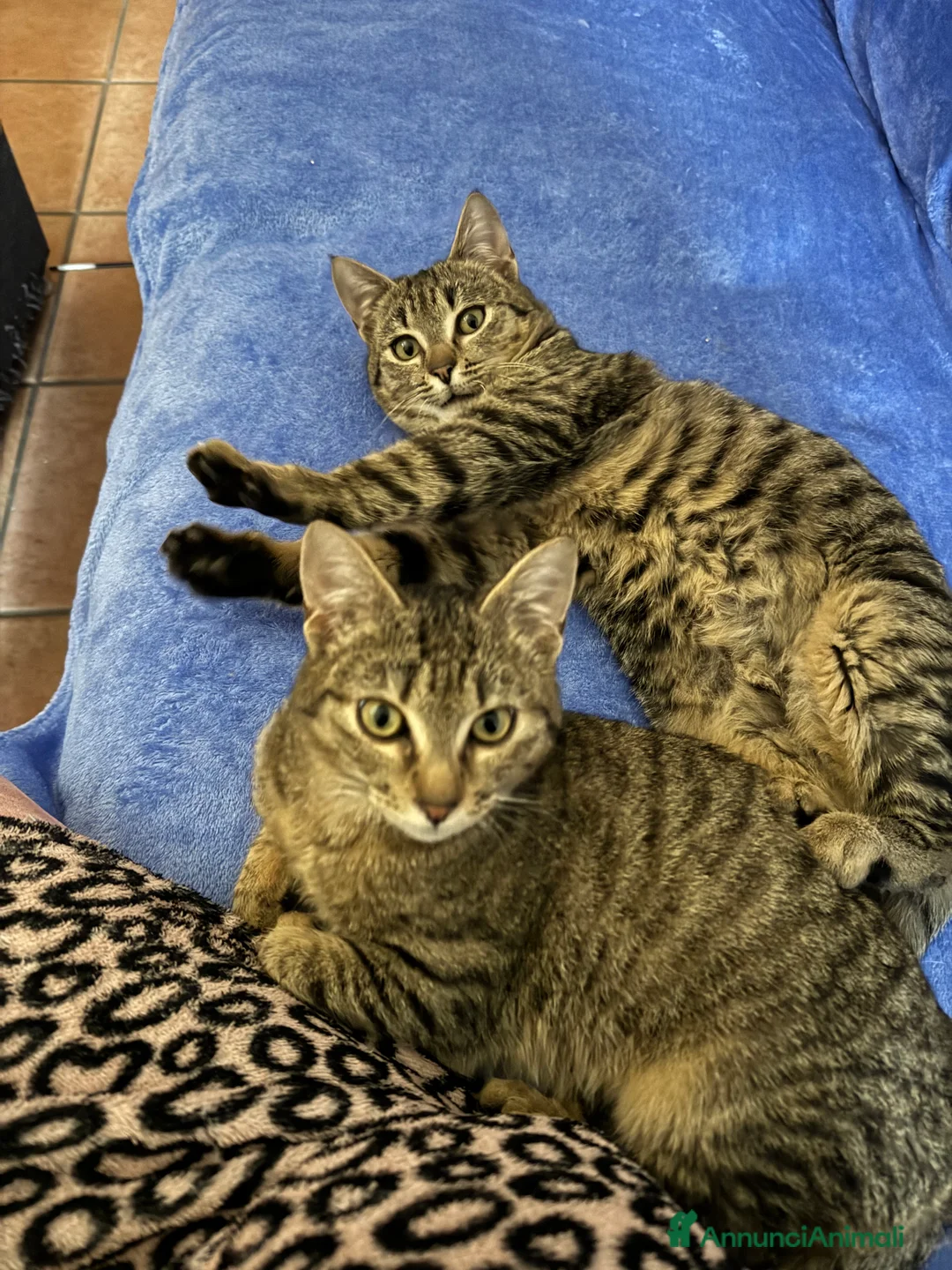 Europeo gatti in regalo: Gemellini di 5 mesi inseparabili a Cremona  - Annuncio 11