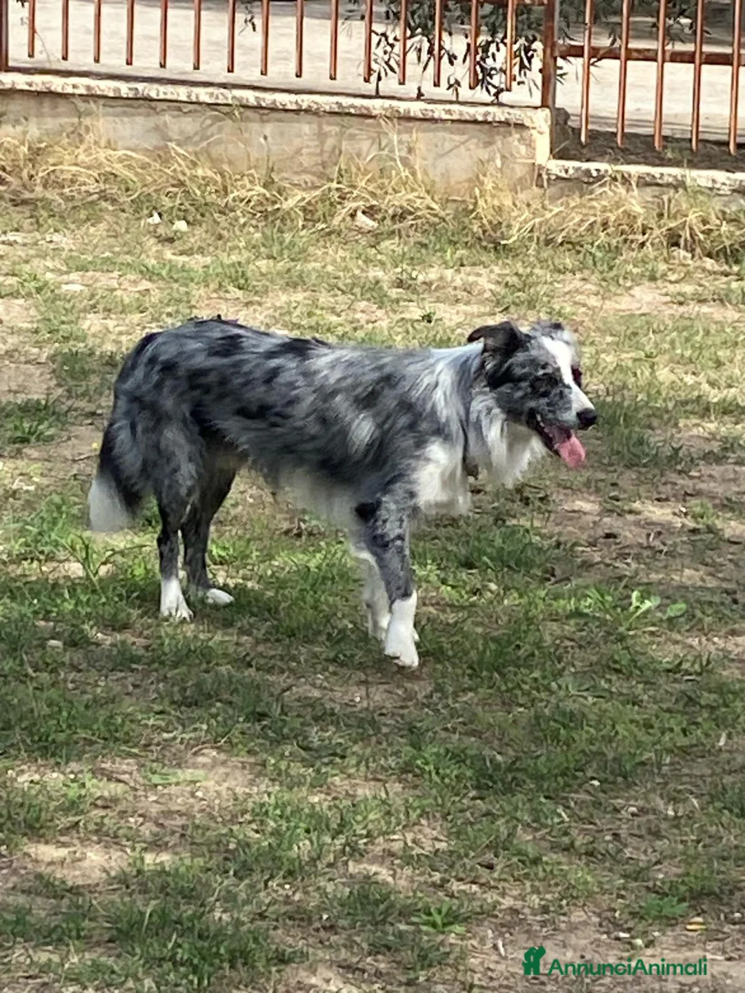 Border Collie cani in vendita: Cuccioli di border collie a Provincia di Barletta-Andria-Trani - Annuncio 2