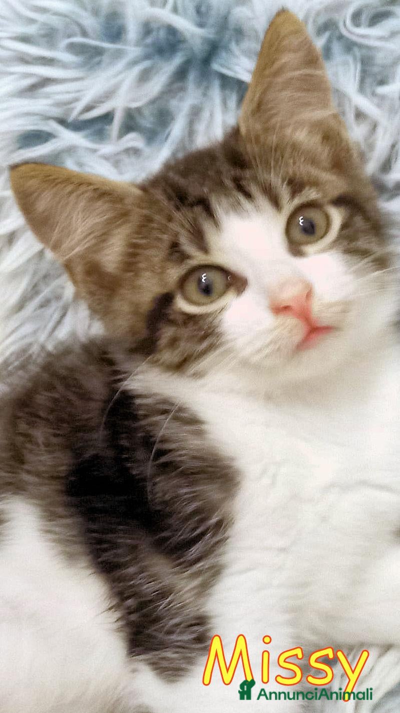 Europeo gatti MISSY UNA DOLCEZZA DI GATTINA - Annuncio 19