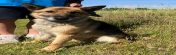 Meticcio cani in regalo: CICCILLO PASTORE TEDESCO - Annuncio 3