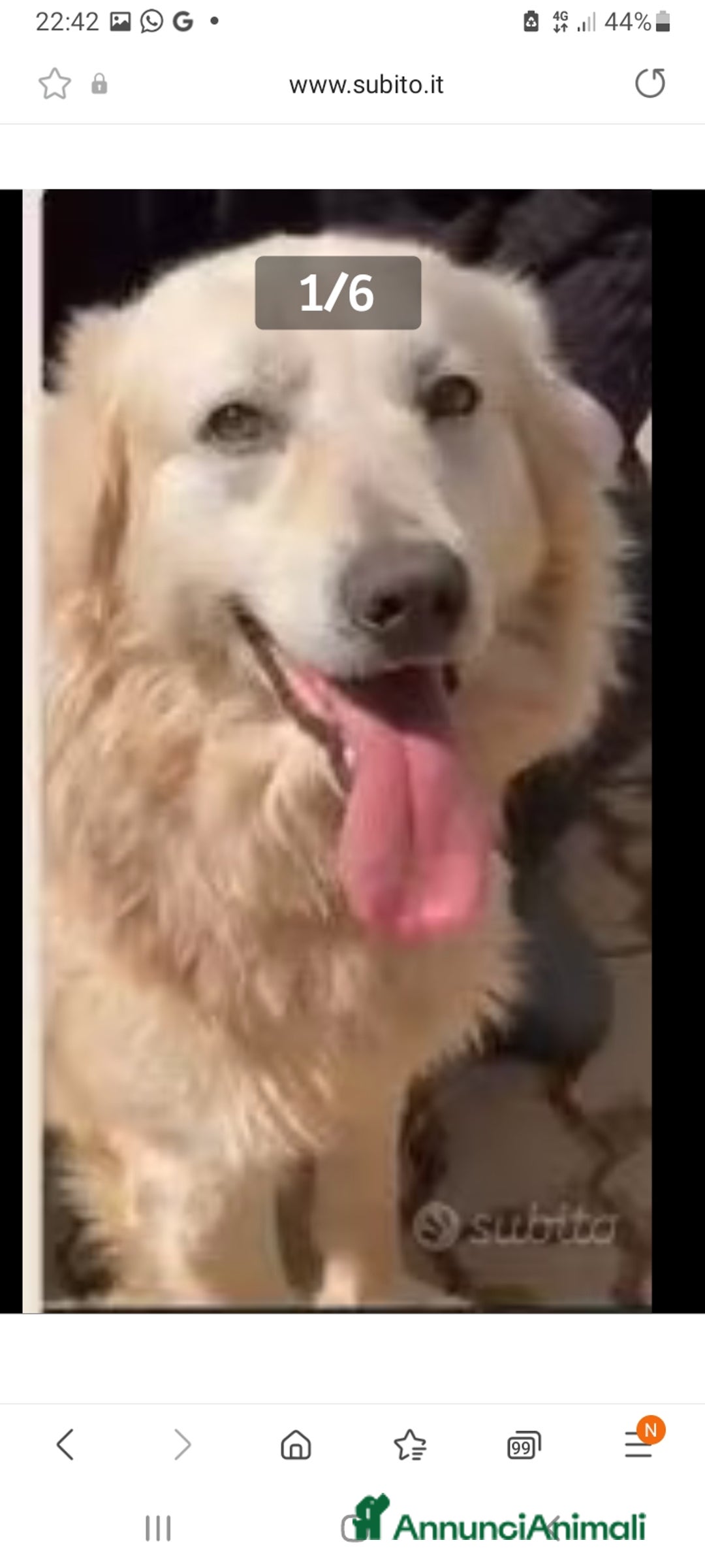 Meticcio cani in regalo: Mix Golden senza orecchie nessuno lo vuole!CALABRI a Città Metropolitana di Milano - Annuncio 2