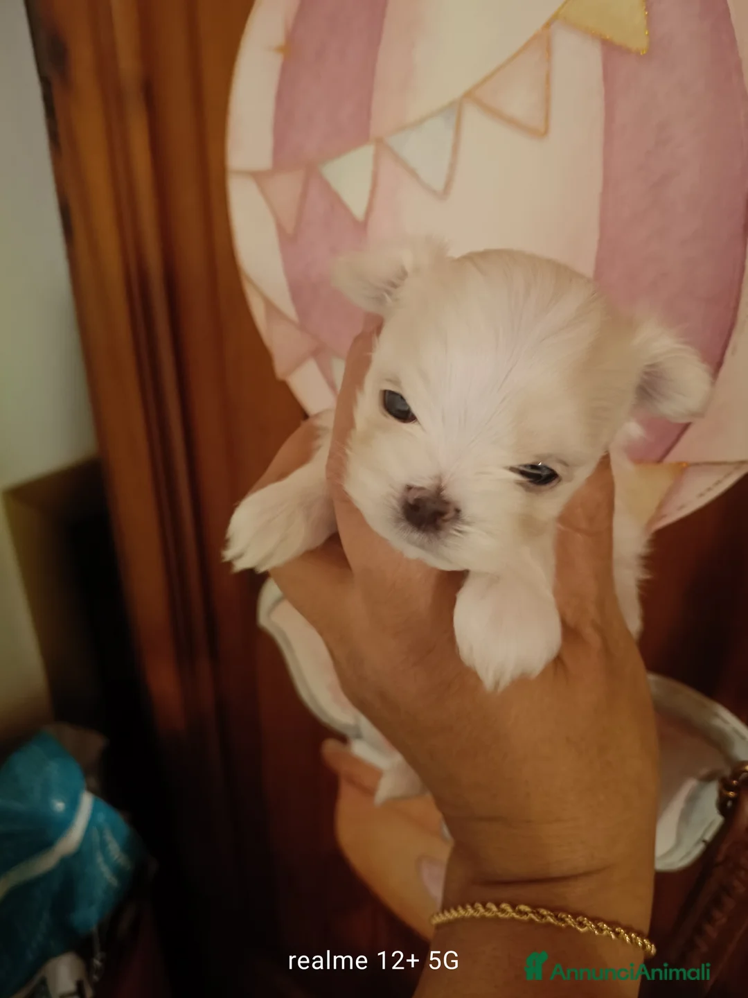 Maltese cani in vendita: Maltese - Annuncio 6