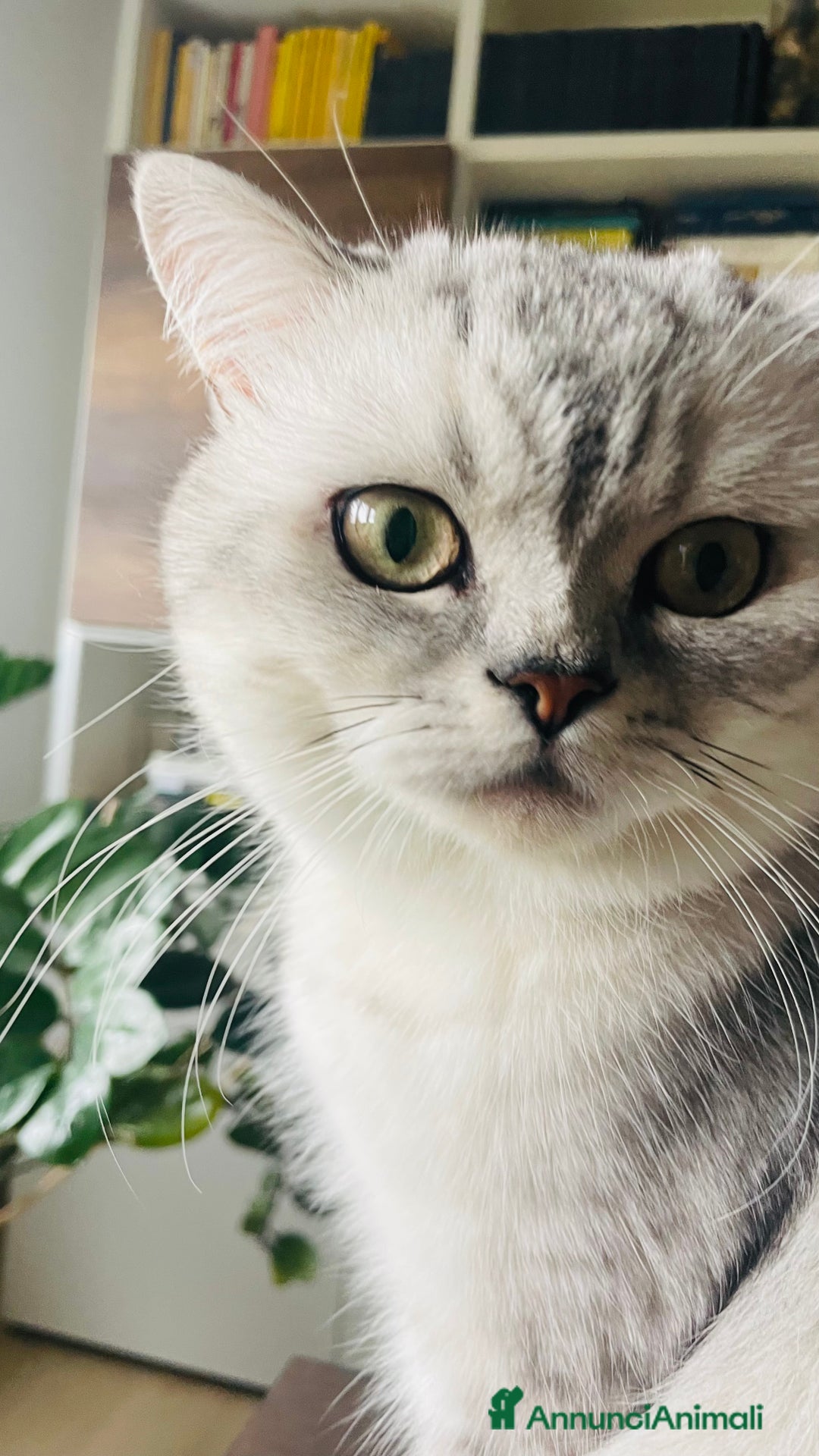 Scottish gatti per accoppiamento: Cercasi gattina per accoppiamento  - Annuncio 4