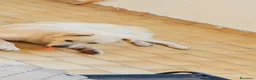Meticcio cani in regalo: Simil maremmano  - Annuncio 1