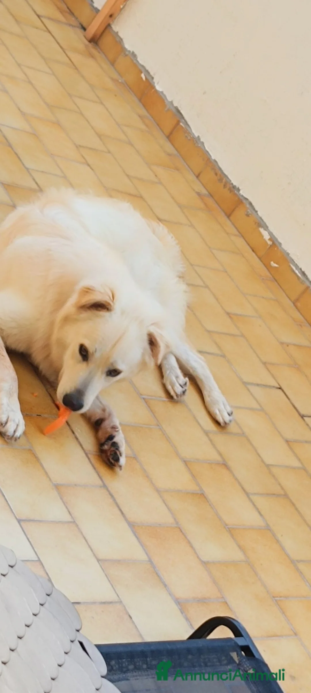 Meticcio cani in regalo: Simil maremmano  - Annuncio 1