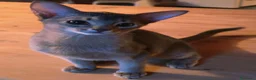 Abissino gatti in vendita: Gatti abissini  - Annuncio 4