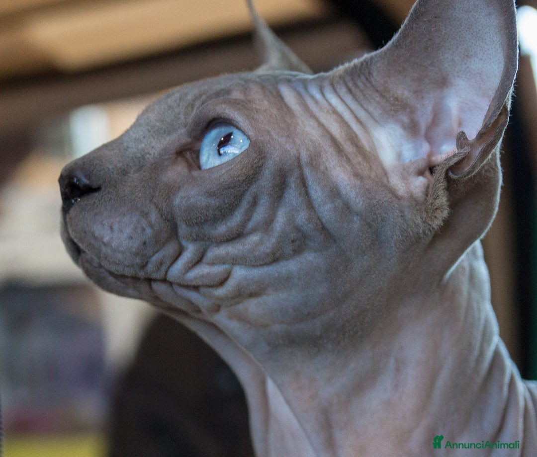 Sphynx gatti in vendita: Sphynx cuccioli - Annuncio 2