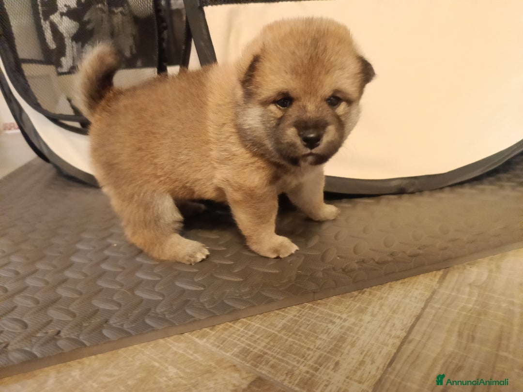 Shiba Inu cani in vendita: Vendo meravigliosa cucciolata di Shiba  - Annuncio 7