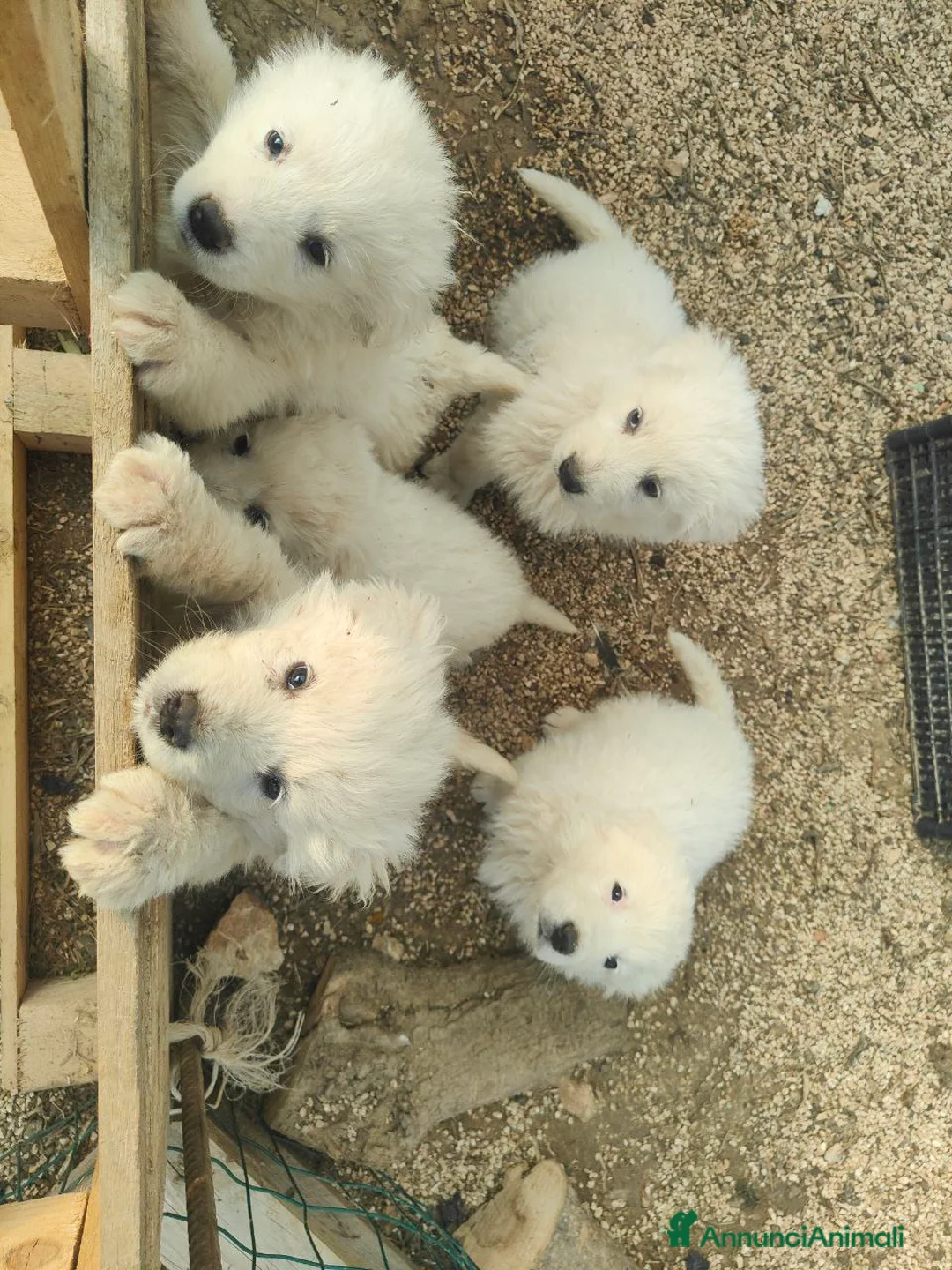 Pastore Maremmano cani in vendita: Maremmani  a Francavilla Fontana nati 30 dicembre - Annuncio 6