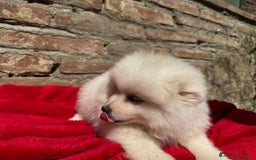 Volpino Italiano cani in vendita: Volpino italiano  a Provincia di Lucca - Immagine 1