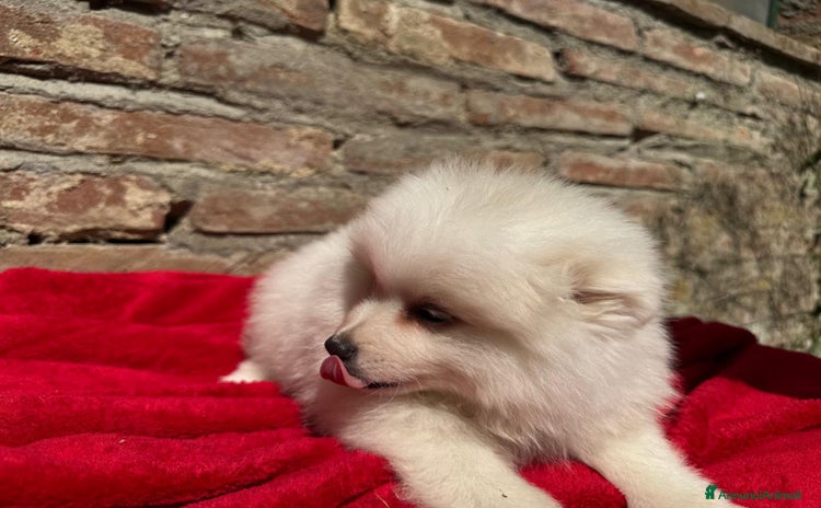 Volpino Italiano cani a Provincia di Lucca - Annuncio 1