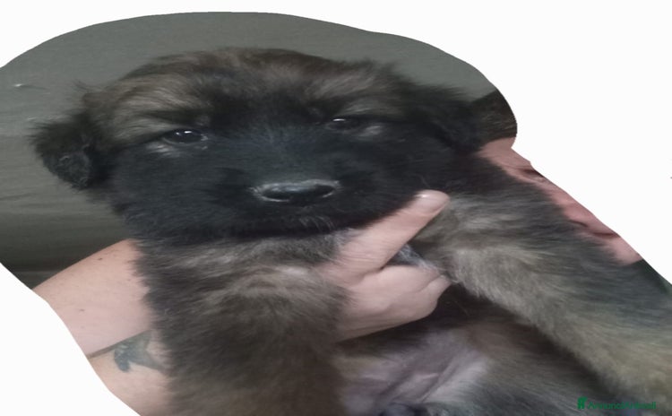 Pastore Tedesco cani - Annuncio 5