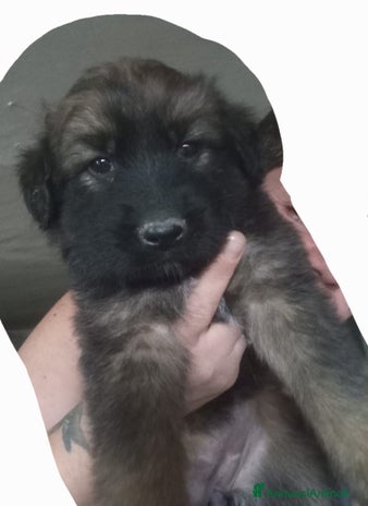 Pastore Tedesco cani - Annuncio 5