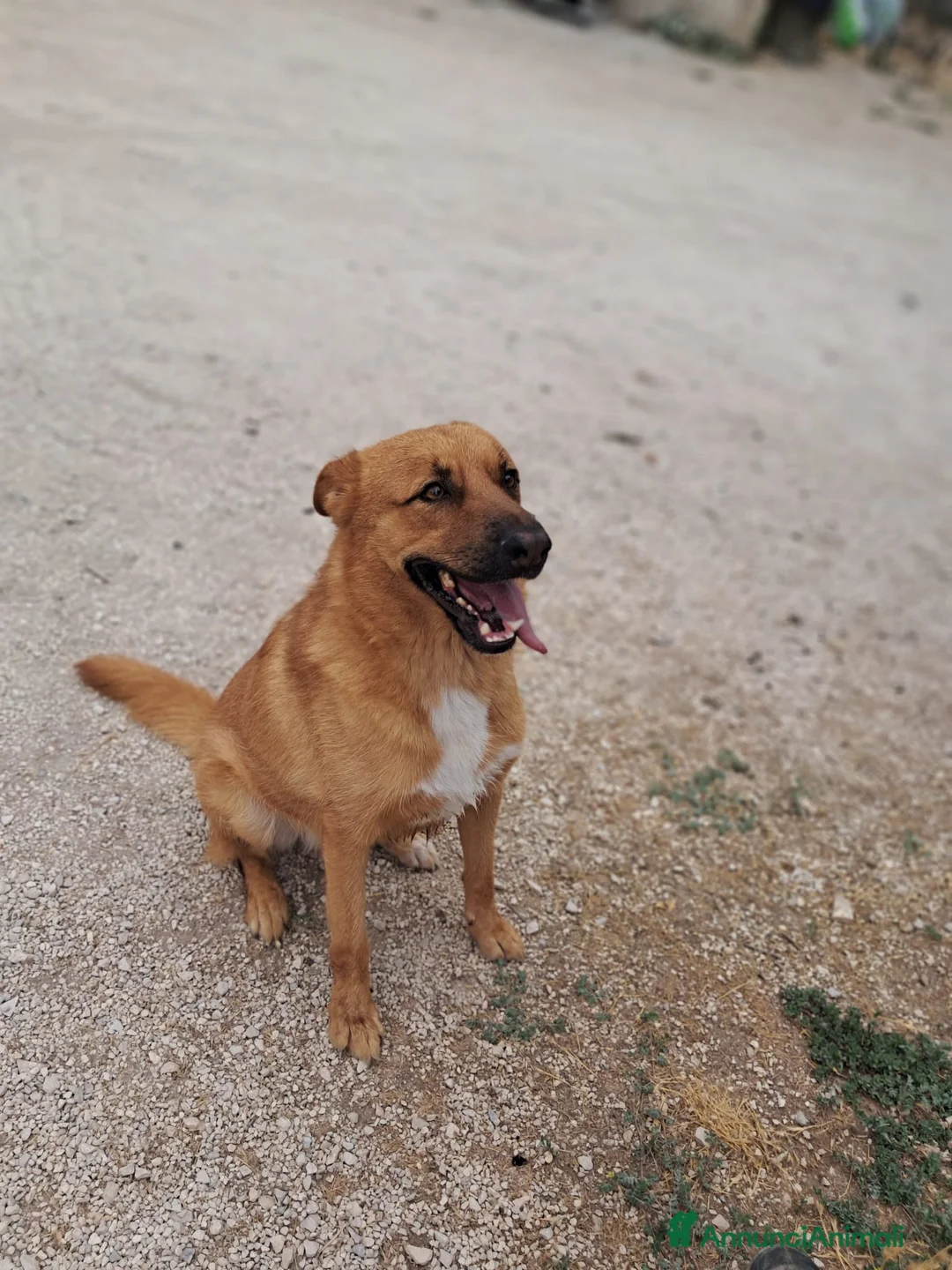 Meticcio cani in regalo: HOLLY aitante giovanotto a Città Metropolitana di Venezia - Annuncio 3