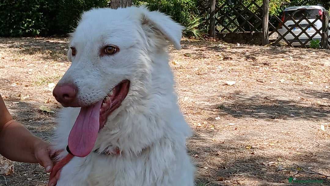 Meticcio cani in regalo: FULVIO DOLCISSIMO CUCCIOLONE IN CERCA D'AMORE - Annuncio 4