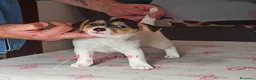 Jack Russell cani in vendita: Cucciolata Jack Russelle Terrier con Pedigree - Annuncio 17