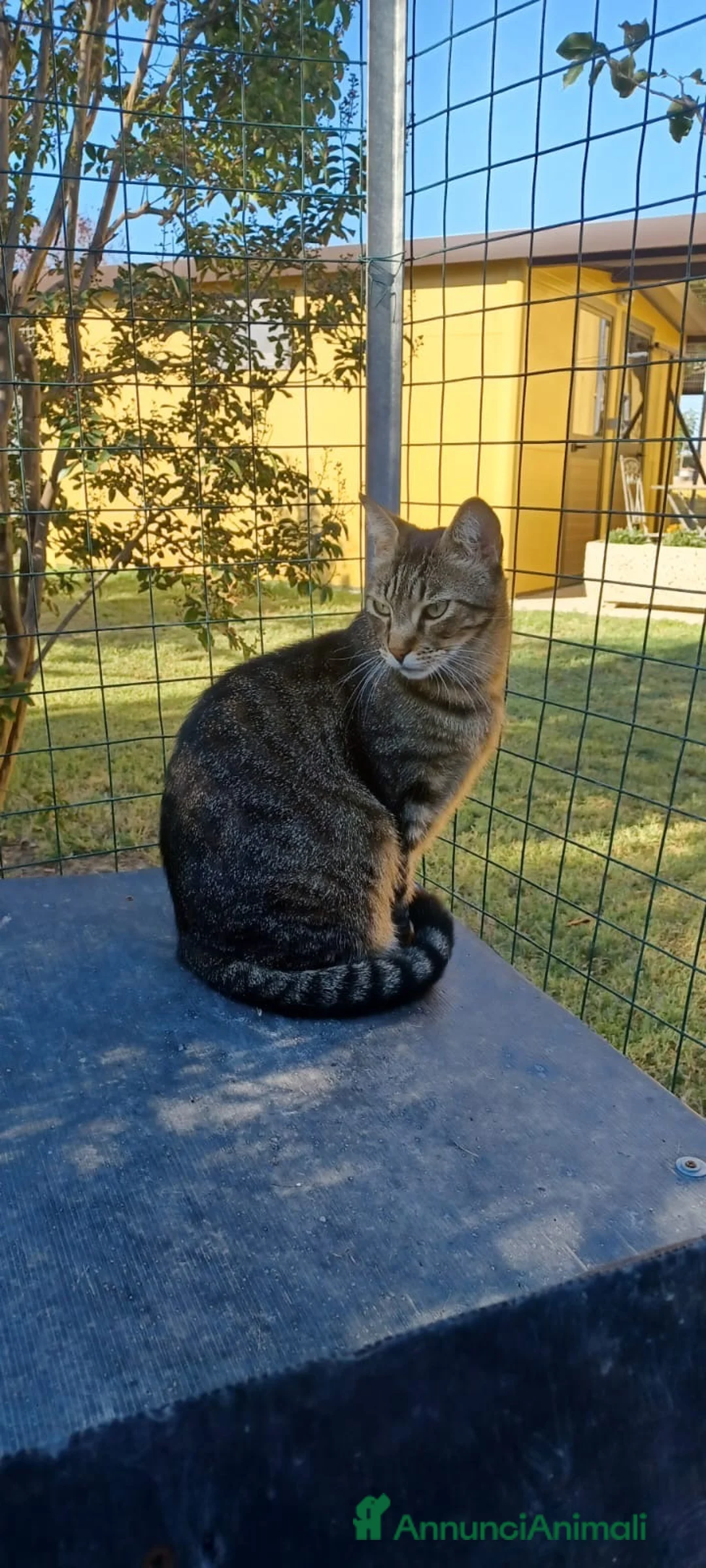 Europeo gatti in regalo: Gattino maschio 4 anni testato e sterilizzato  a Città Metropolitana di Bologna - Annuncio 5