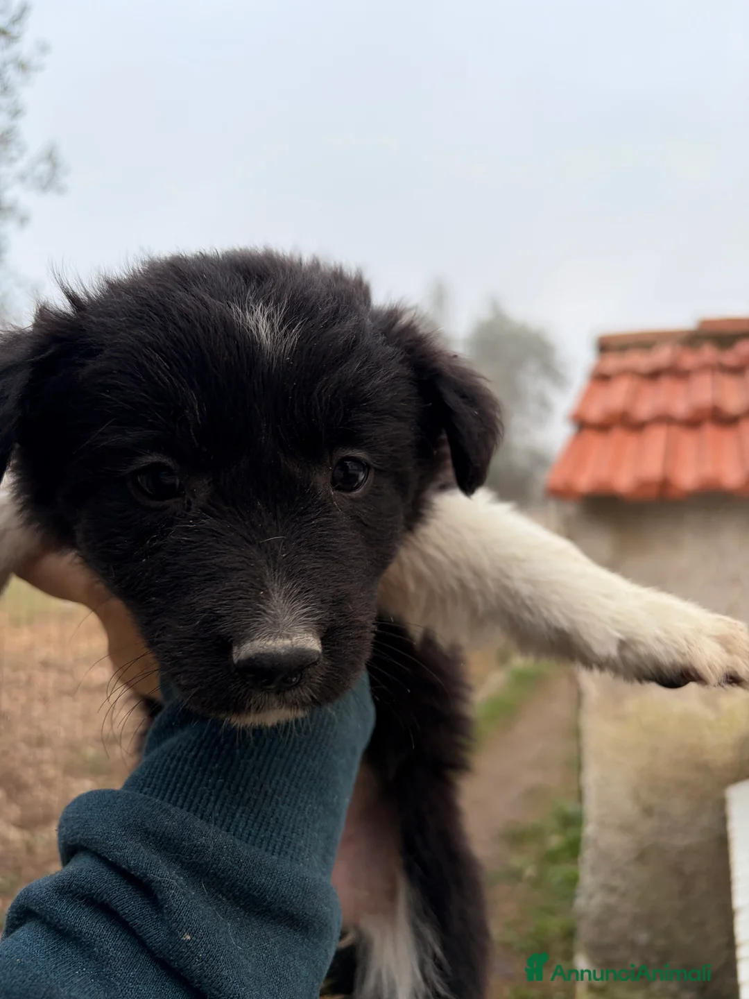 Border Collie cani in vendita: Cucciole di Border collie - Annuncio 8